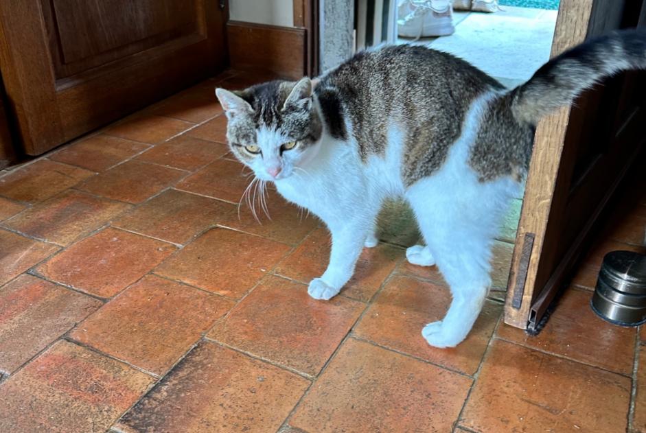 Fundmeldung Katze Weiblich Manerbe Frankreich
