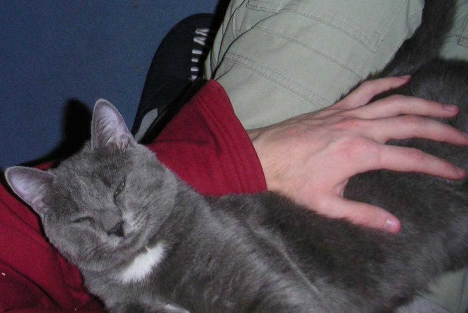 Alerte Disparition Chat Mâle , 14 ans Marzy France Alerte Disparition Chat Mâle , 14 ans Marzy France