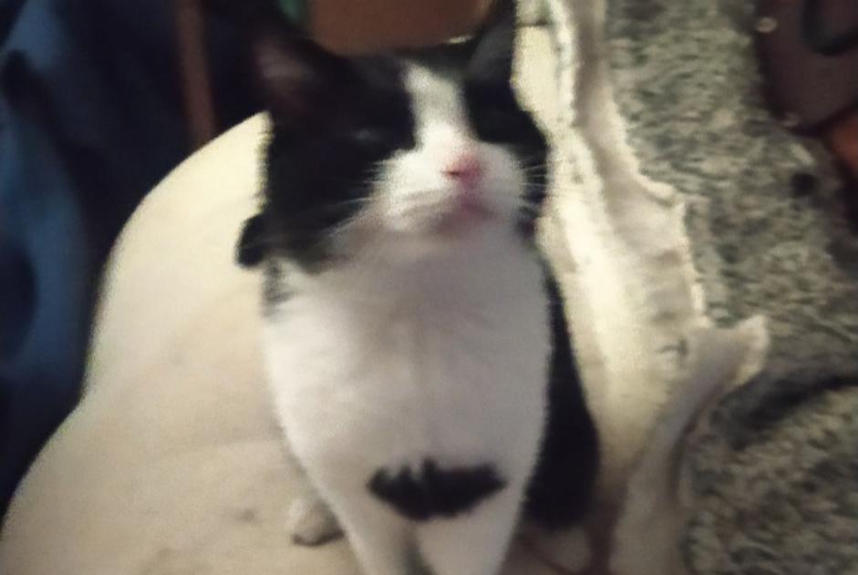 Alerte Découverte Chat Mâle Nevers France