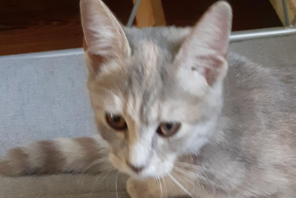 Alerte Découverte Chat Femelle Nevers France