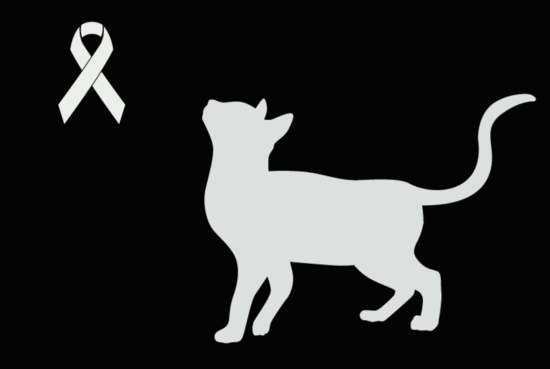 Alerte Découverte Chat croisement Inconnu Cervon France