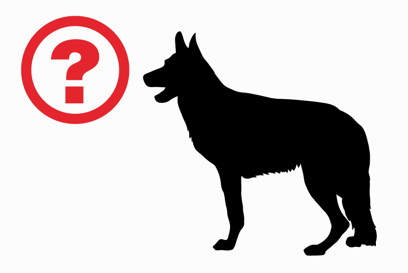 Fundmeldung Hond  Weiblech Coulanges-lès-Nevers France