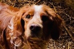 Ontdekkingsalarm Hond  Mannetje La Charité-sur-Loire Frankrijk