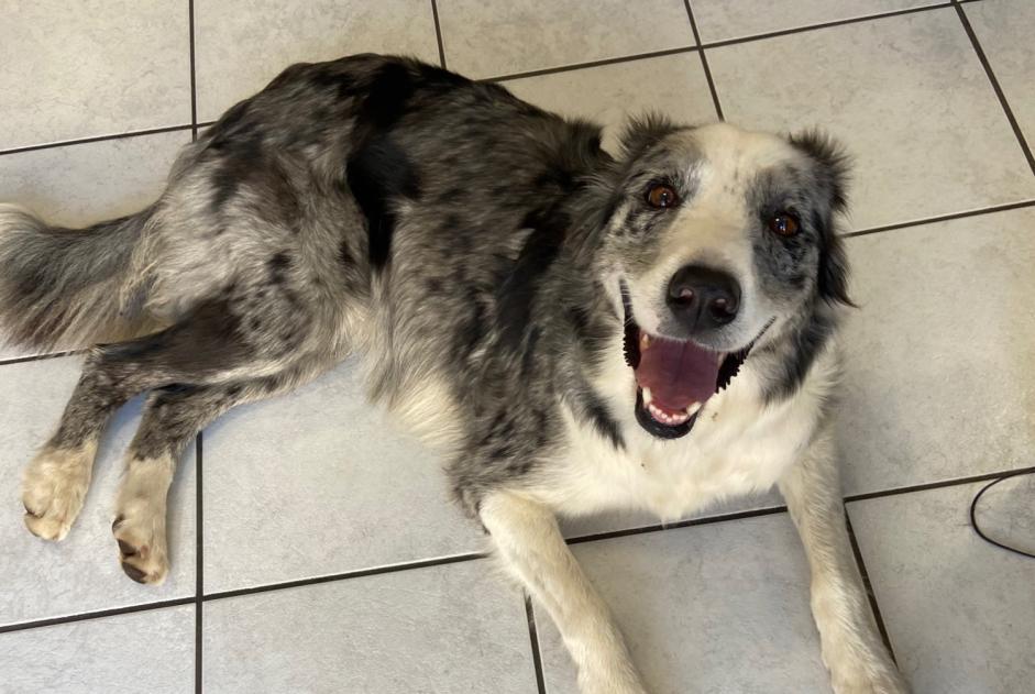Ontdekkingsalarm Hond rassenvermenging Mannetje La Machine Frankrijk